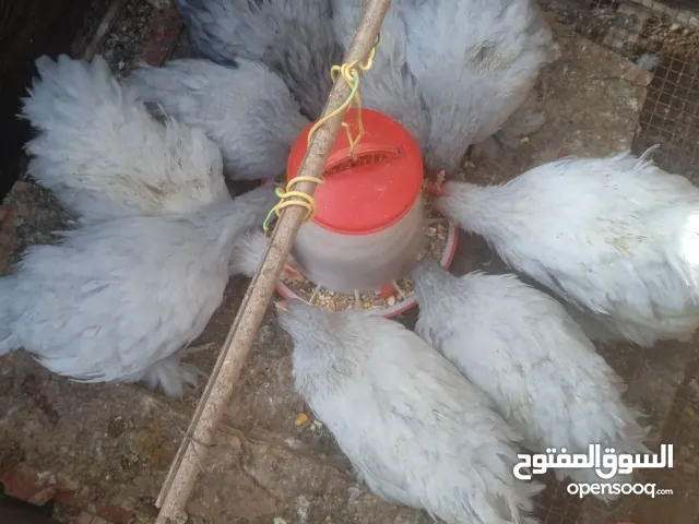 دجاج كوتشينا لفندر