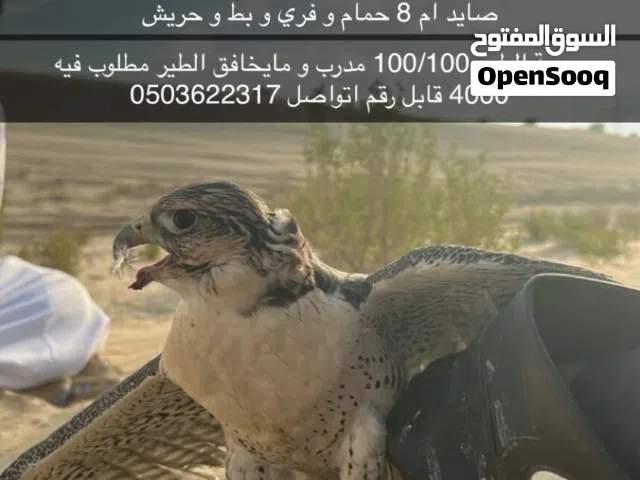 جير تبع للبيع