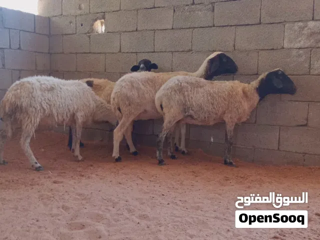 4 اربع نعاج بطولهم....