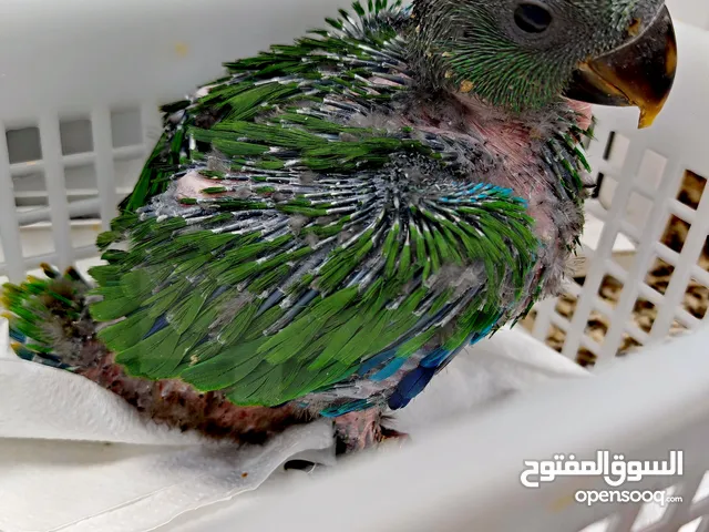 فرخ اكلكتوس