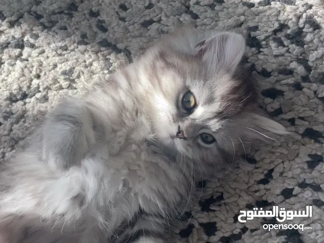 Silver female