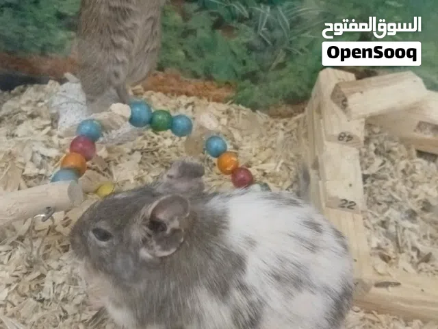 زوج قارض الديغو اليفات  degu for sale