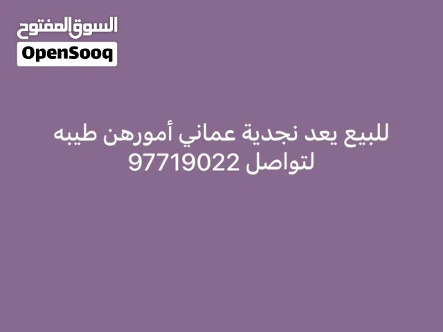 للبيع يعد نجديات أمورهن طيبه وللله الحمد