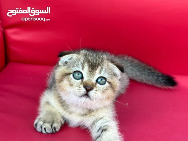 Male Golden Scottish Fold  سكوتيش فولد جولدين ذكر