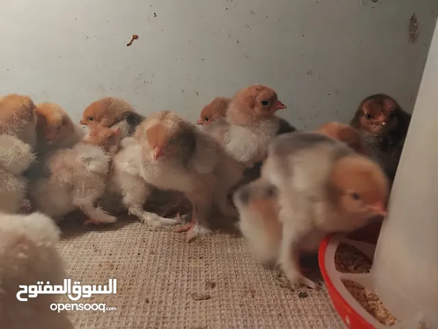 صوص براهما بف أصفر تركي نخب للبيع