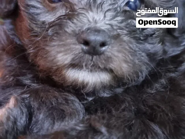 مالتيبو توي Maltipoo Toy