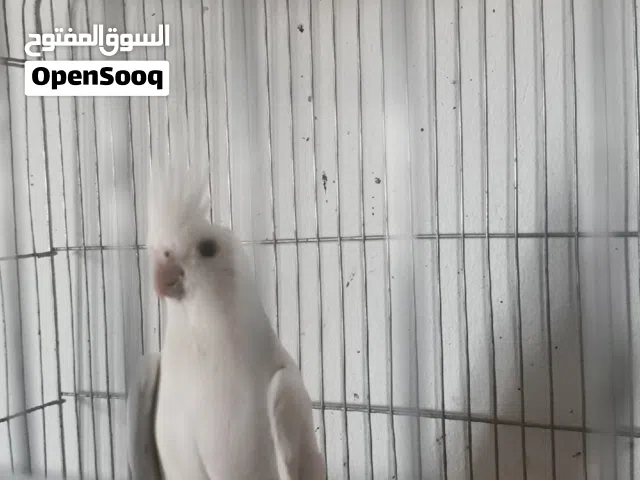 زوز نتايات كوكتيل مسوقرات
