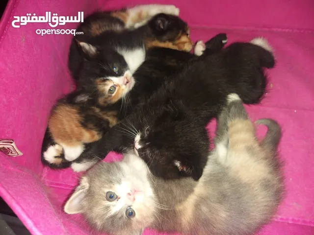قطط تربيتها بالبيت