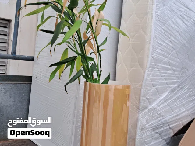 Indoor plant  5 BD