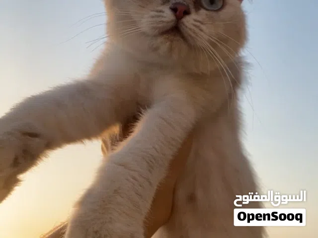 سكوتش فولد
