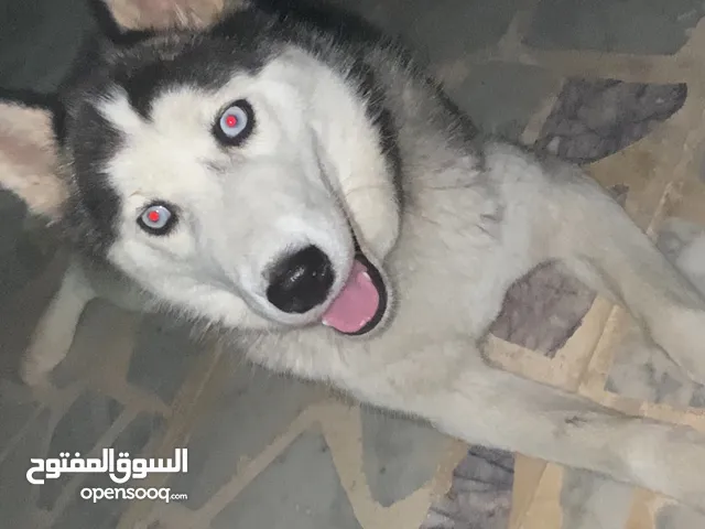 انثي هاسكي الله يبارك