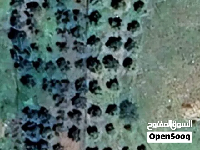 مزرعة 2 دونم ماحص نزول البساتين الشارع الرئيسي منطقة شاليهات مزروعة زيتون بسعر مميز