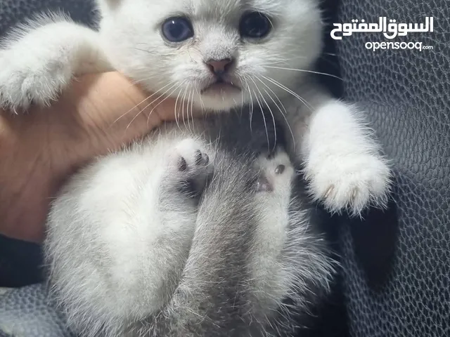 Scottish fold
