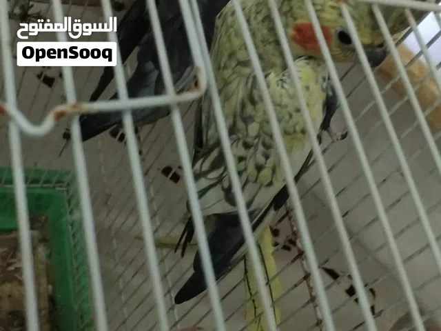 زوز كوبيات  كوكتيل