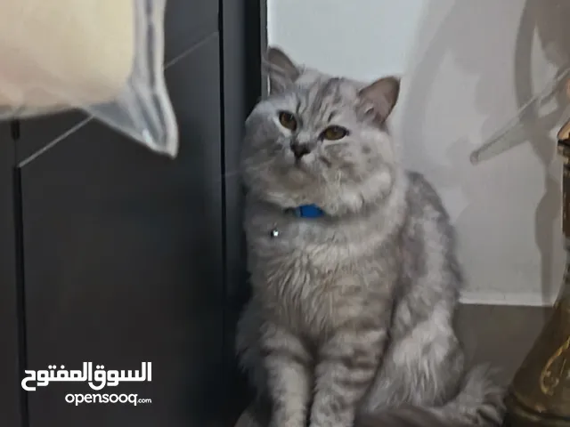 قط شيرازي للبيع مع كامل ملحقاته