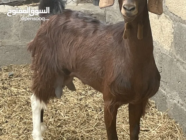 شاه تهجين بورقوت.باكستاني