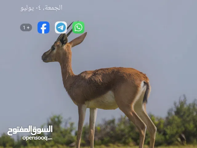 مصنع مرخص مواد غذائيه ومكملات غذائيه