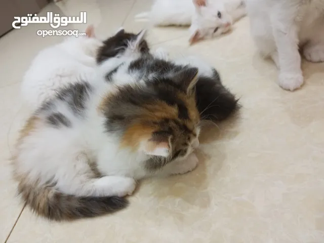 Persian Turkish Angora kitten Cats