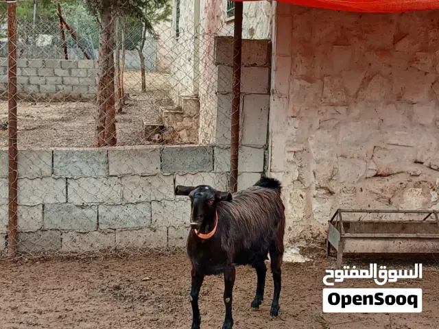 ماعز شامي اربع عنزات دبسيات عشار مع كفالة