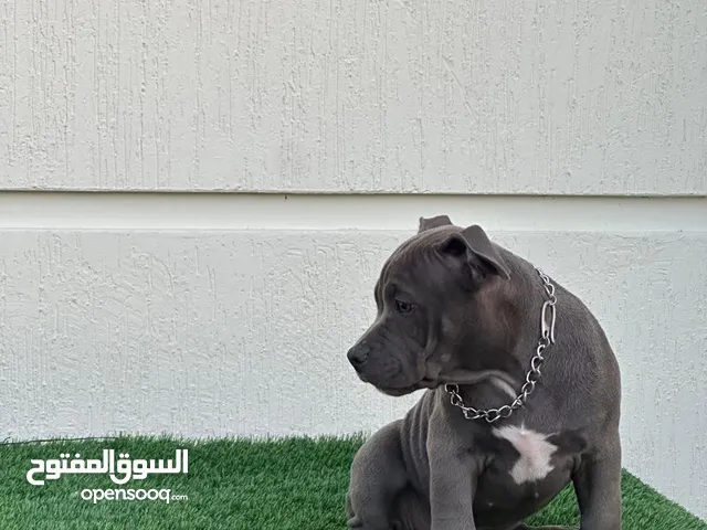 اميريكان بولي بيور