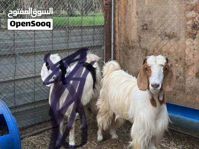 تيس سمينً ع