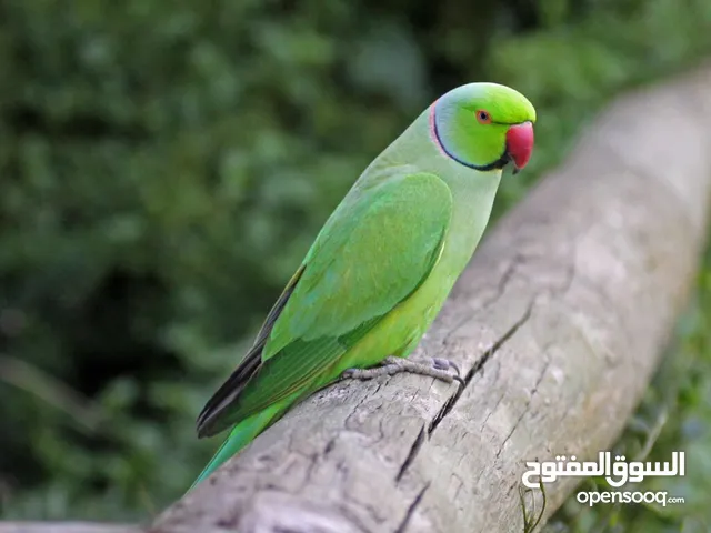مطلوووب ببغاء درة أليف بسعر معقول