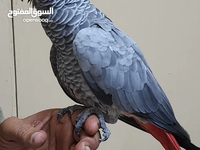 كاسكو متحدث بطلاقه