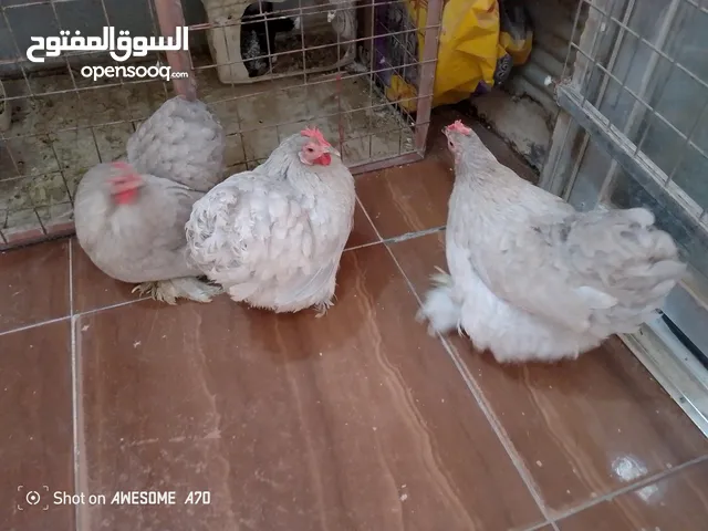 كوشن مقزم لون مميز عدد 3