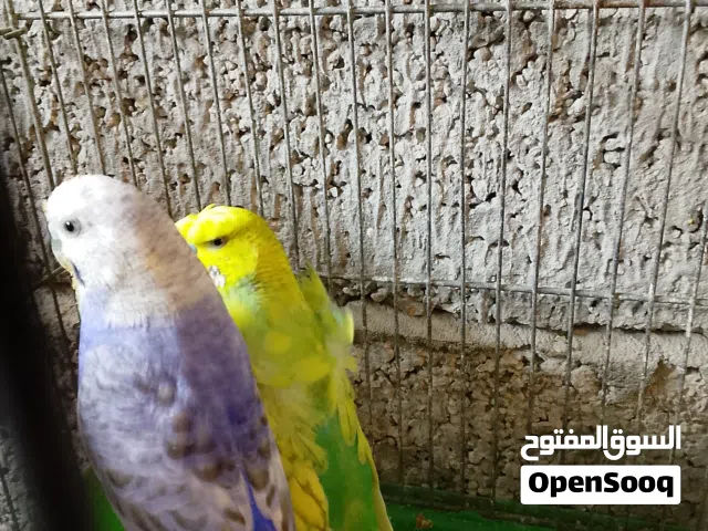 كوبيا بقلينو مفرخه ربي بارك المكان الخمس