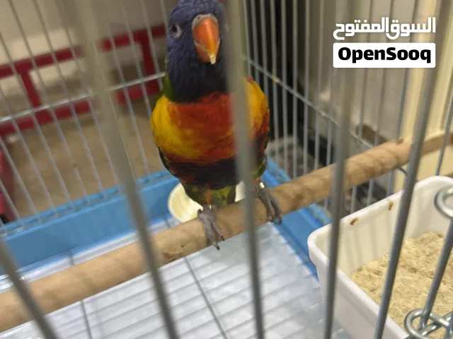 بيع ببغاء رينبو لوري