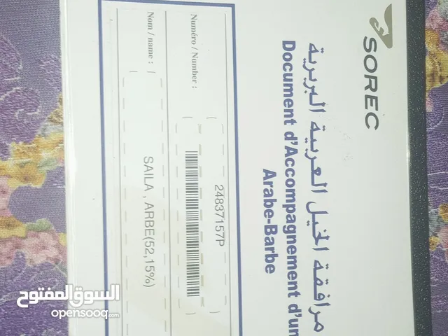 جدعة للبيع Arab barab زيادة 2024 مدينةسطات