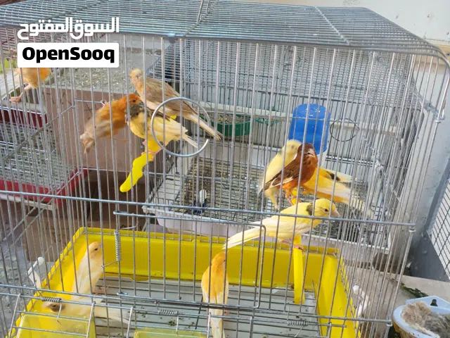 فحول و فراخ كنار