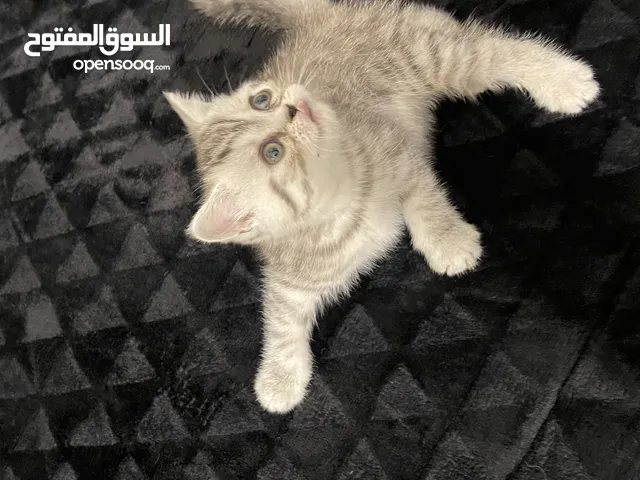 كيتين انثى مكس سكوتش فولد وماربل