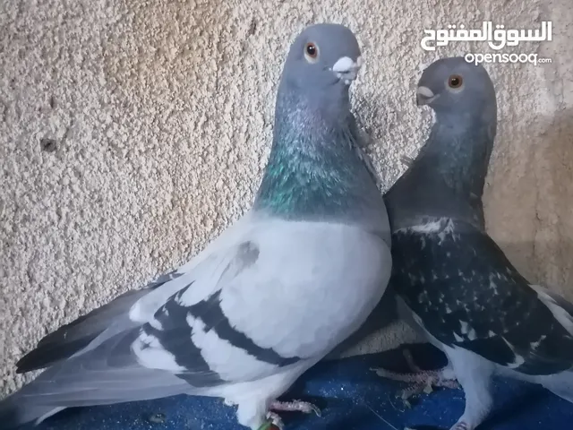 جوز بلنديات زرق شغالات مخليف