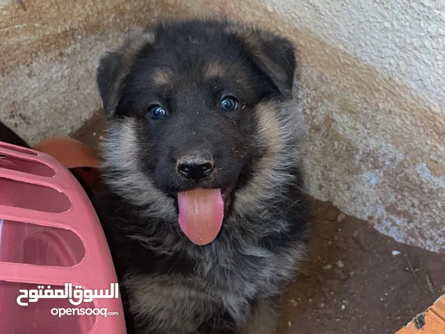 جراو جيرمن