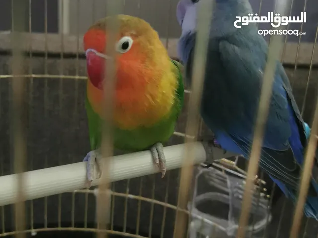 طيور للبيع نظيفة واليفة 500