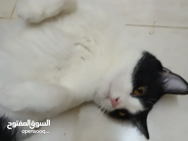 قط للتبني الرحبه