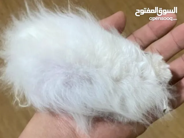 الهمستر السوري حيوان أليف صغير ولطيف، يتميز بشكل