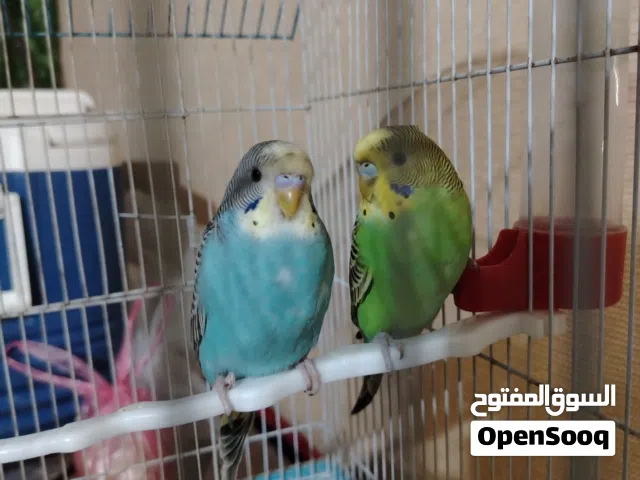 عصافير حب للبيع