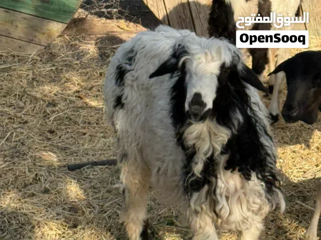 للبيع كبش سمين