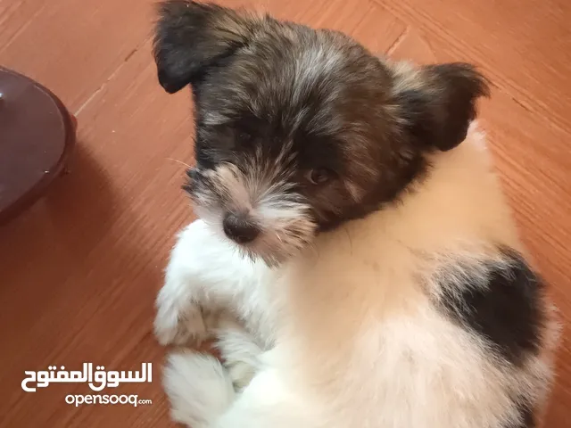 جرو شيتزو (أنثى)