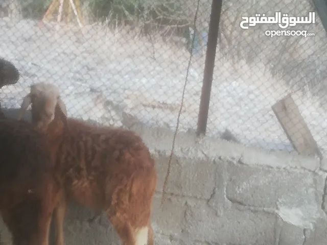 كباشة 3 وحملة سودانيات