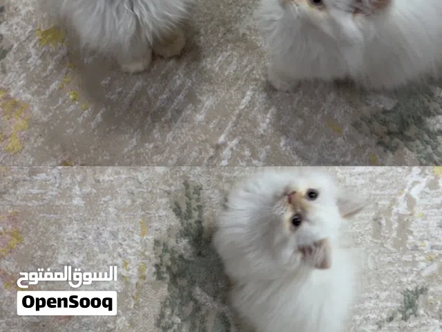 قط شيرازي للبيع
