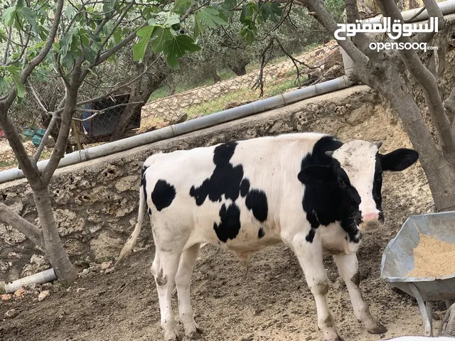 عجول 2 العمر 6 اشهر ونص