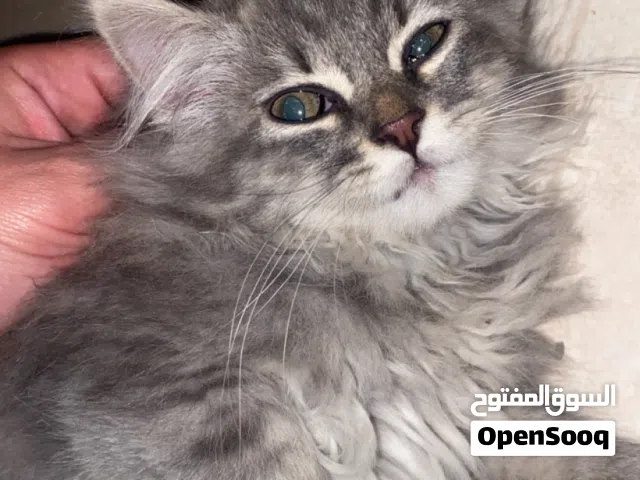 سكوتش ستريت لون رمادي مع ابيض عيونه ازرق مع بني وكثير حلو