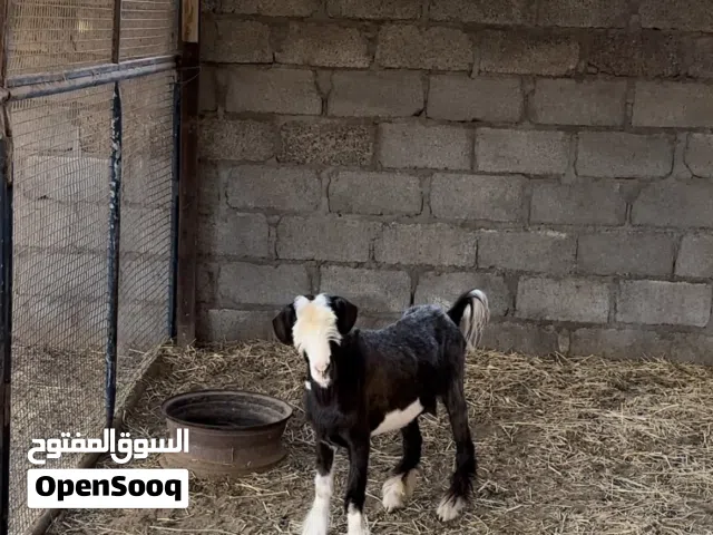 شاه حلال بني سعيد اصل شي فاخر
