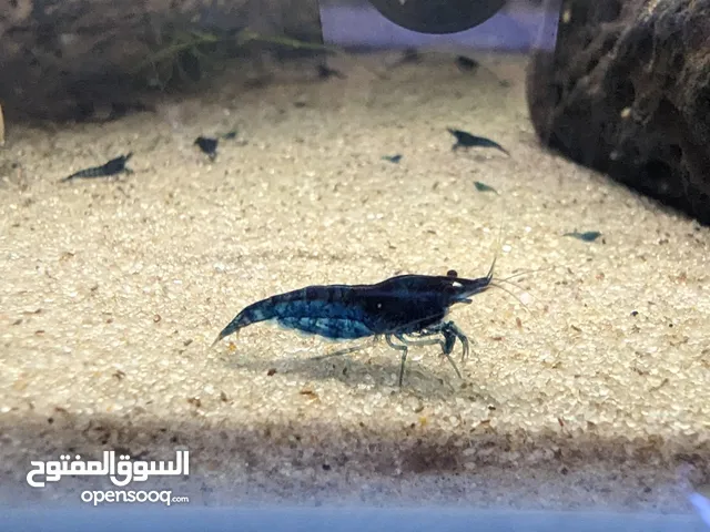 روبيان لون ازرق