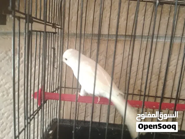 طيرة كناري بيضة صافية الصحة ممتازة