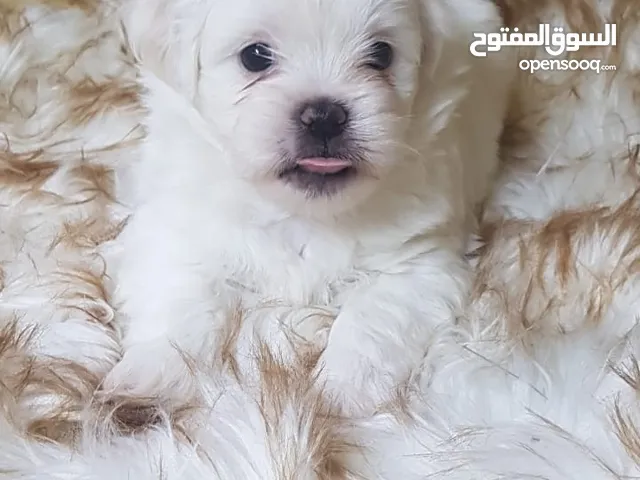 Maltese puppy