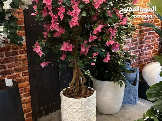 نباتات داخليه
